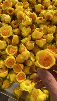 Golden Camellia