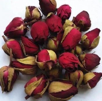Rosa chinensis