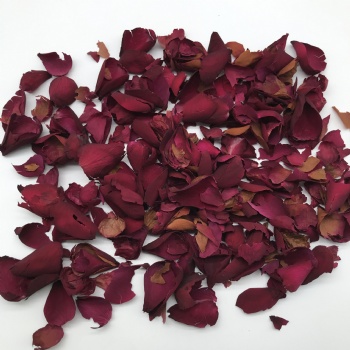 Rosa chinensis