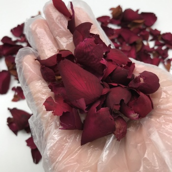 Rosa chinensis