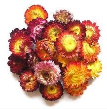 Seven-color Chrysanthemums