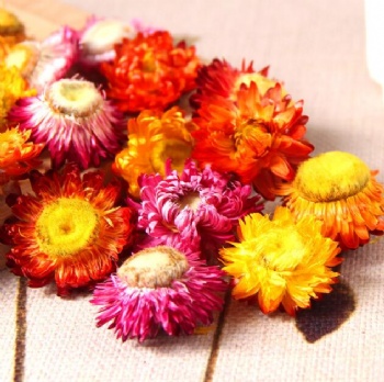 Seven-color Chrysanthemums