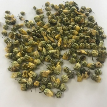 Rosa chinensis
