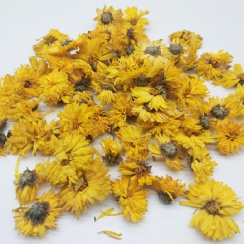 The Golden Chamomile