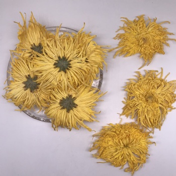 Golden Silk Emperor Chrysanthemum