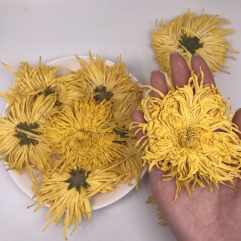 Golden Silk Emperor Chrysanthemum