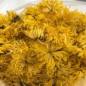 Golden Silk Emperor Chrysanthemum