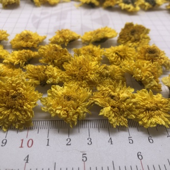 Wuyuan Imperial Chrysanthemum
