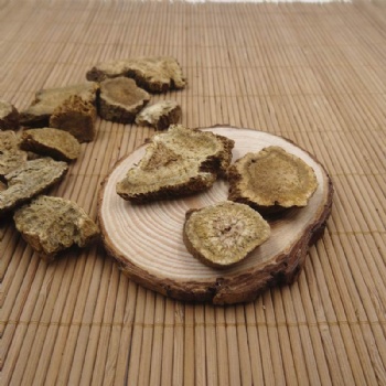 Aplotaxis auriculata