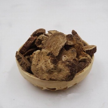 Aplotaxis auriculata