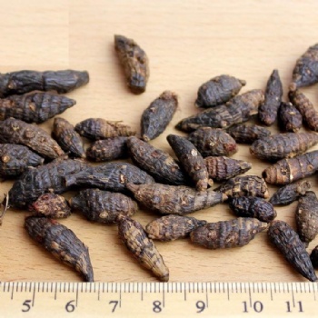 Prepared Aconite Root