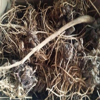 Echinacea Root
