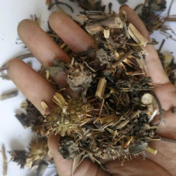 Echinacea Root