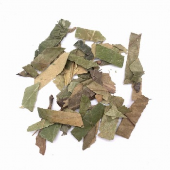 Loquat leaf