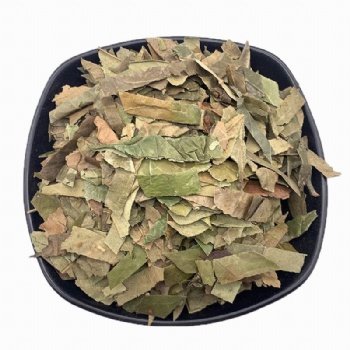 Loquat leaf