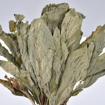 Ginseng Leaf