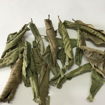 Guava Leaf