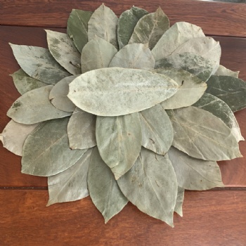 Guava Leaf
