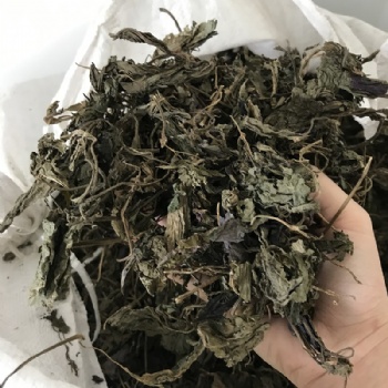 Perilla Leaf