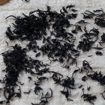5023 Sargassum fusiforme