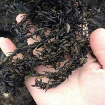 5023 Sargassum fusiforme