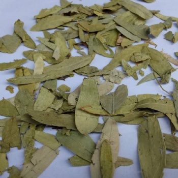 Senna Leaf