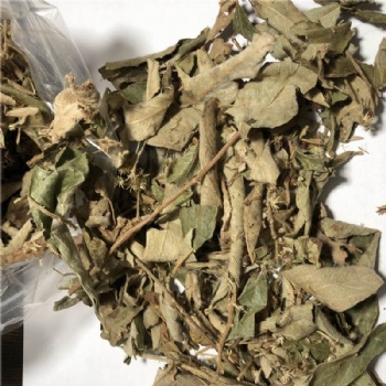 Inula cappa