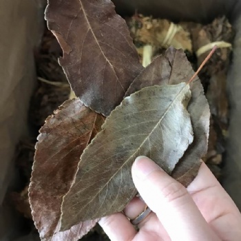Hawthorn leaves