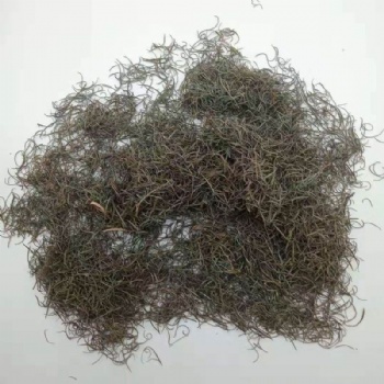 Melaleuca Alternifolia leaf