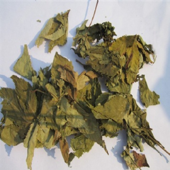 Raspberry leaf