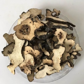 Grifola