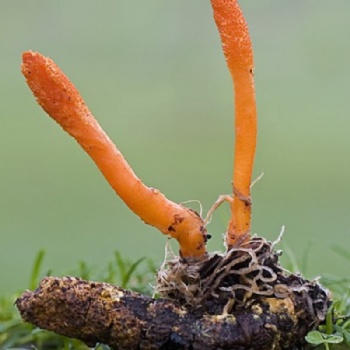 Caterpillar Fungus