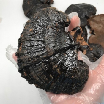 Ganoderma
