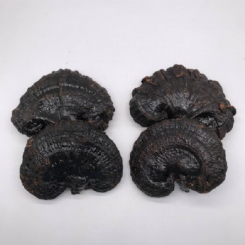Ganoderma