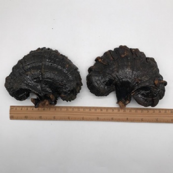 Ganoderma