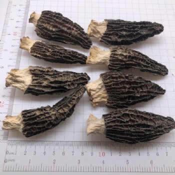 Morel Mushrooms