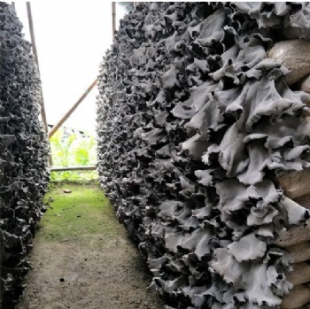 White-backed Auricularia