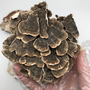 Turkey Tail