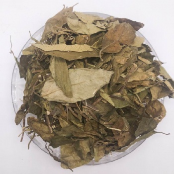 Gymnema sylvestre Schult