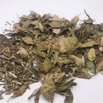 Gymnema sylvestre Schult