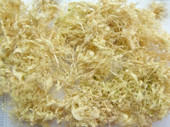 caulis bambusae
