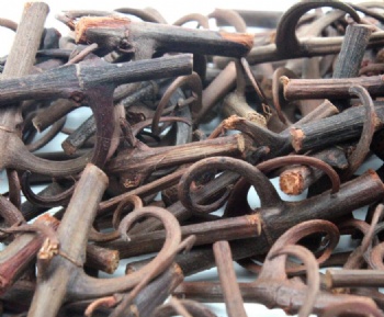 Uncaria