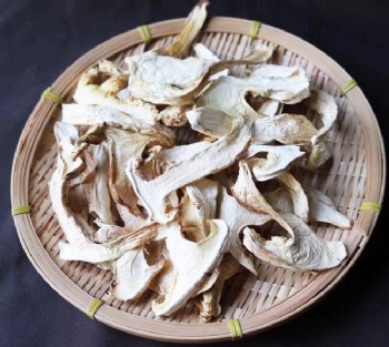 Pine Mushroom