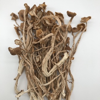 Agrocybe Cylindracea