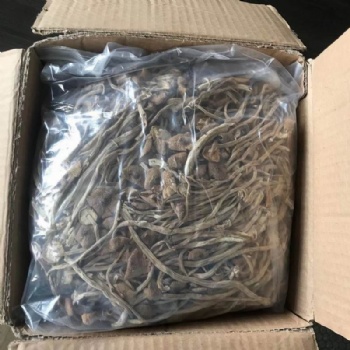 Agrocybe Cylindracea