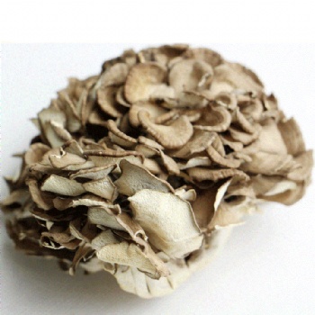 Grifola frondosa