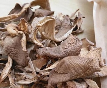 Grifola frondosa