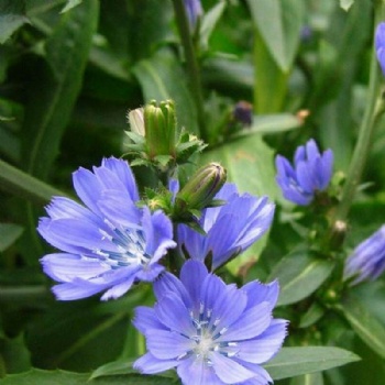 Chicory Seed