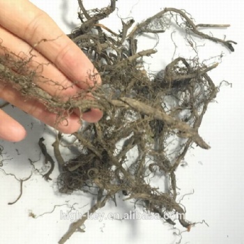 Polypodium Vulgare Roots