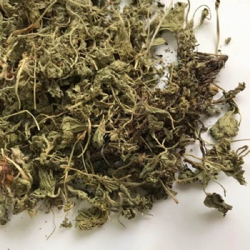 Alchemilla Japonica